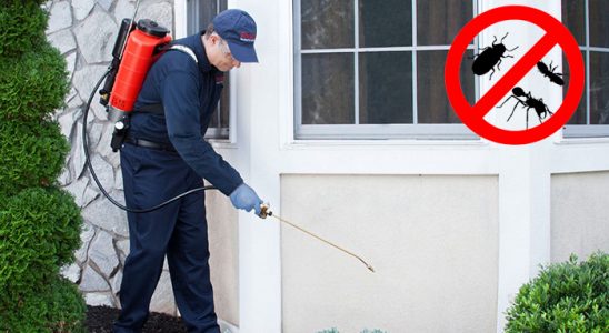 Sur Hamam Böceği İlaçlama böcek ilaçlama ve haşere kontrolü — ilaclama-tr.com